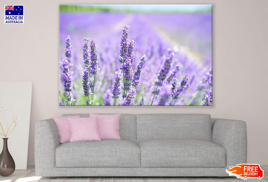 Lavender Flower Field Photograph Print 100% Australian Made