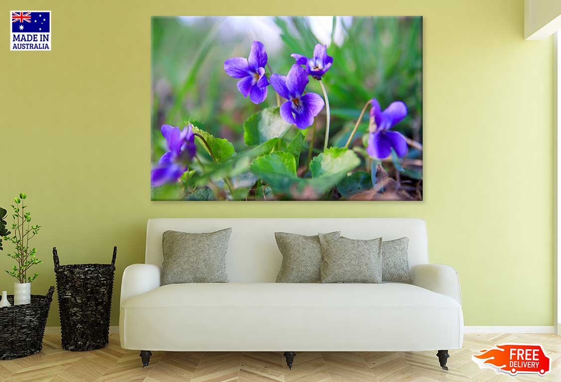 Purple Illinois State Flowers Photograph Print 100% Australian Made