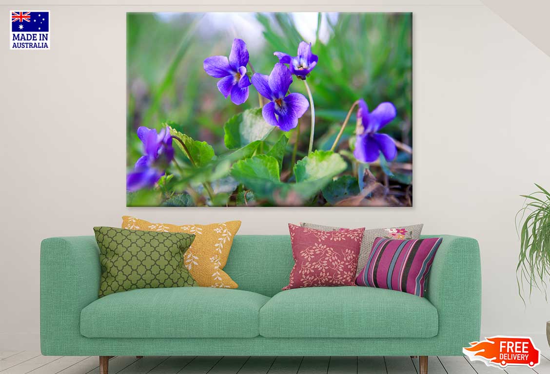 Purple Illinois State Flowers Photograph Print 100% Australian Made