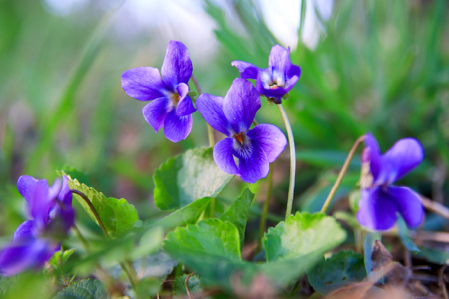 Purple Illinois State Flowers Photograph Print 100% Australian Made