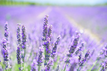 Lavender Flower Field Photograph Print 100% Australian Made