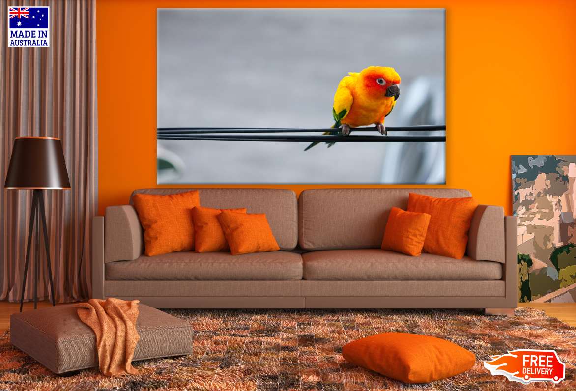 Colourful Parrot On Wire Photograph Print 100% Australian Made