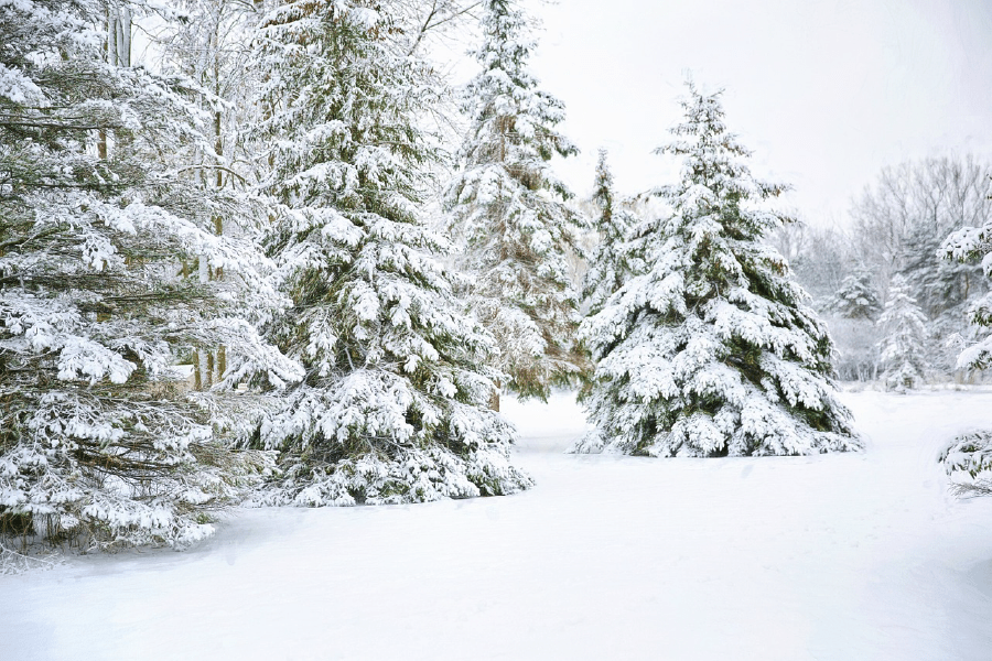 Snow Covered Trees Photograph Print 100% Australian Made