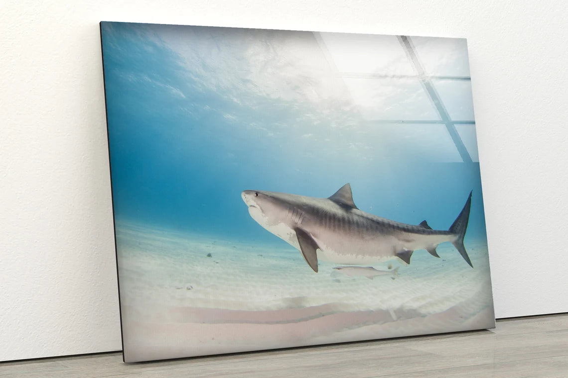 Shark in Sea Photograph Acrylic Glass Print Tempered Glass Wall Art 100% Made in Australia Ready to Hang