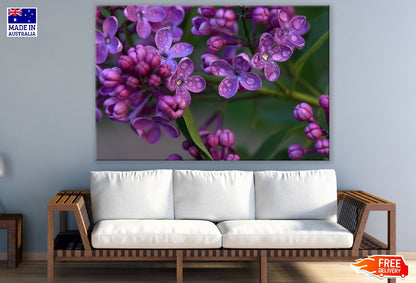 Water Droplet on Purple Lilac Flowers Photograph Print 100% Australian Made