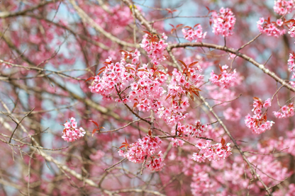 Blossom Flowers On Tree Closeup Photograph Print 100% Australian Made