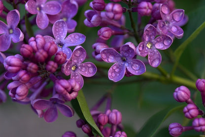 Water Droplet on Purple Lilac Flowers Photograph Print 100% Australian Made