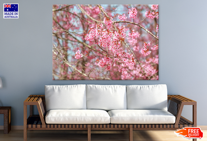 Blossom Flowers On Tree Closeup Photograph Print 100% Australian Made