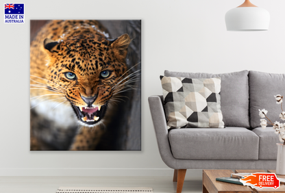 Leopard Face Portrait Photograph Print 100% Australian Made