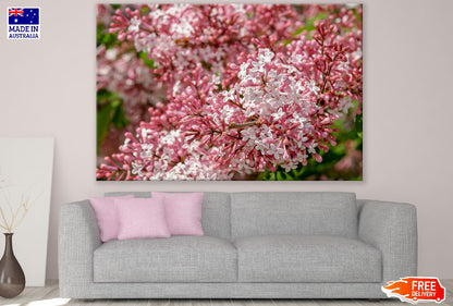 White & Pink Lilac Flowers Photograph Print 100% Australian Made