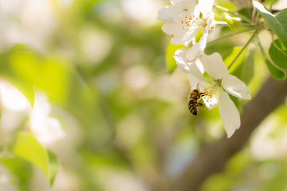 Bee on White Blossom Flower View Photograph Print 100% Australian Made