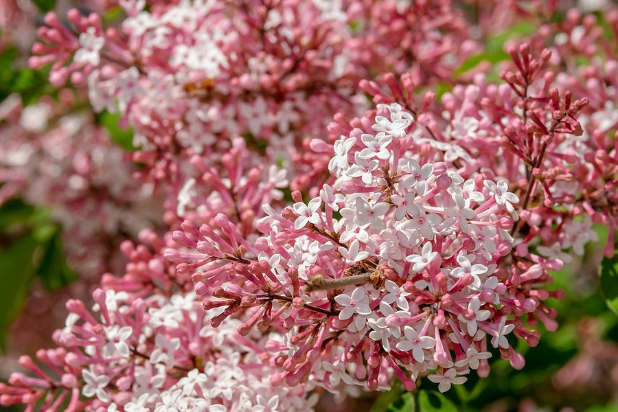 White & Pink Lilac Flowers Photograph Print 100% Australian Made