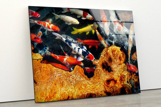 Koi Fish & Table Photograph Acrylic Glass Print Tempered Glass Wall Art 100% Made in Australia Ready to Hang