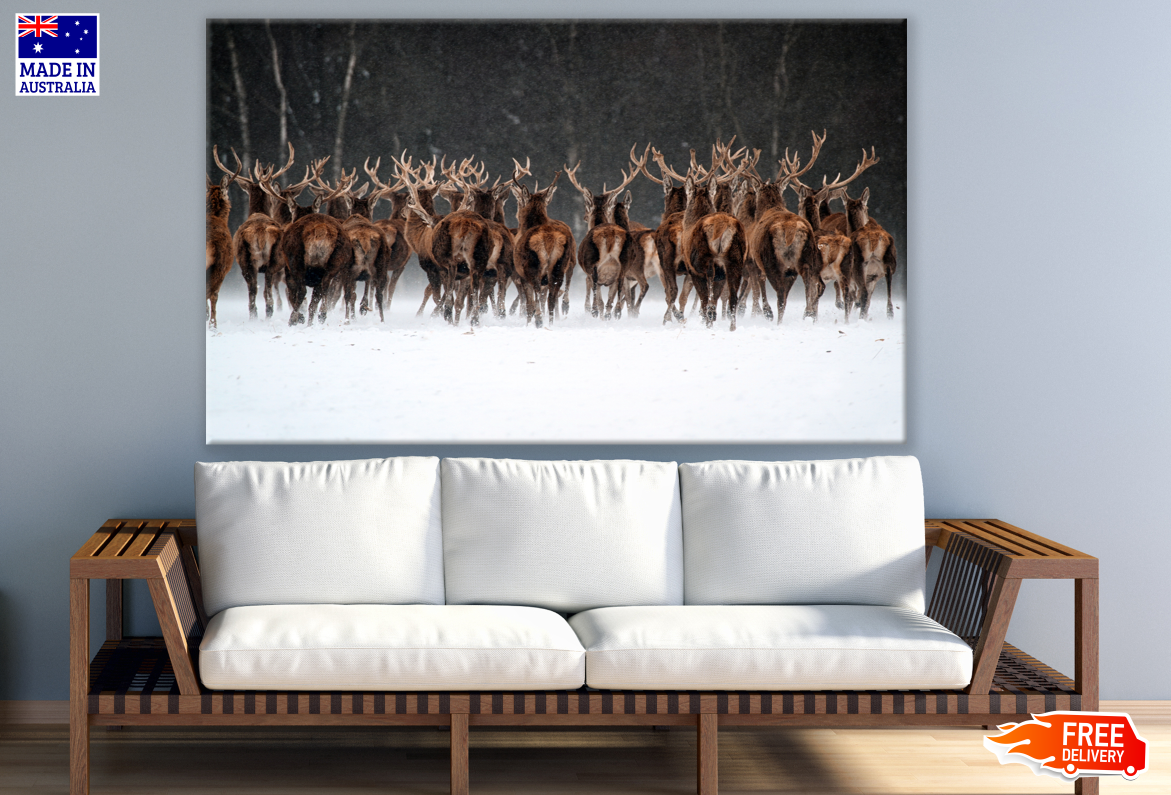 Herd of Reindeer Walking Photograph Print 100% Australian Made