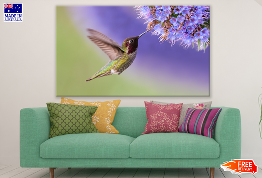 Humming Bird Drinking Nectar Photograph Print 100% Australian Made