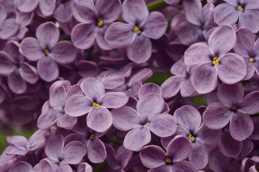 Light Purple Lilac Flowers Photograph Print 100% Australian Made