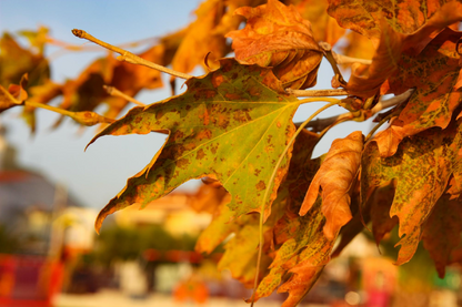 Autumn Leaves Closeup Photograph Print 100% Australian Made