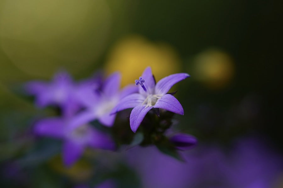 Purple Blossom Flower Closeup Photograph Print 100% Australian Made