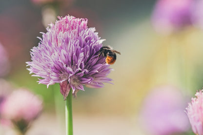 Bee on Dahlia Flower Photograph Print 100% Australian Made
