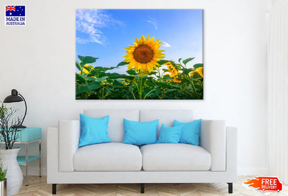 Sunflowers with Leaves & Blue Sky Photograph Print 100% Australian Made