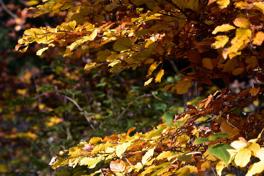 Autumn Leaves Closeup Photograph Print 100% Australian Made