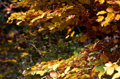 Autumn Leaves Closeup Photograph Print 100% Australian Made