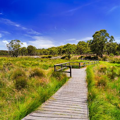 Square Canvas Lush Grass Field & Boardwalk View Photograph High Quality Print 100% Australian Made