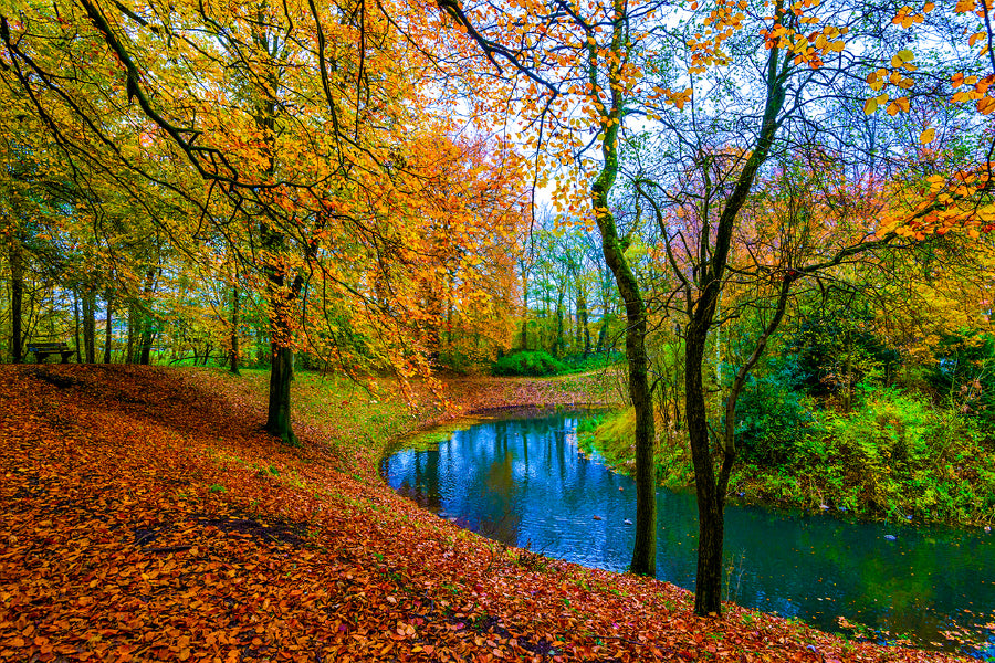 River in Autumn Tree Forest View Photograph Print 100% Australian Made