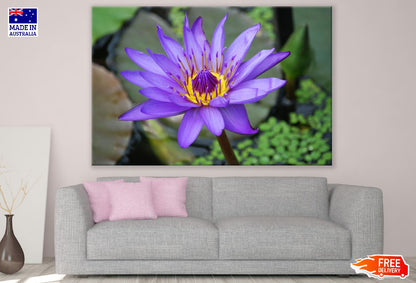 Purple Lotus Flower Photograph Print 100% Australian Made