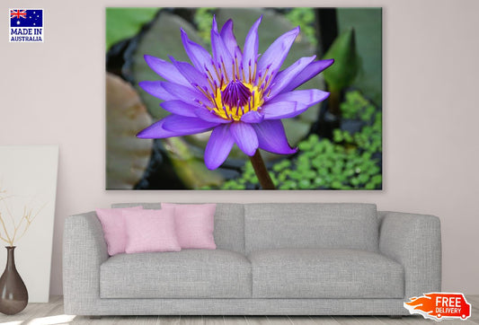 Purple Lotus Flower Photograph Print 100% Australian Made