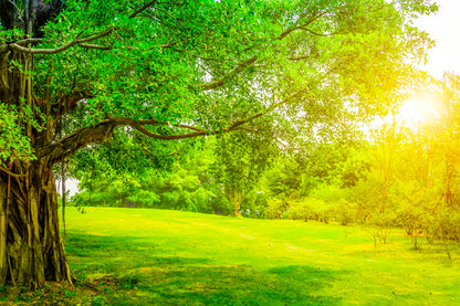 Old Green Tree on Park Photograph Print 100% Australian Made