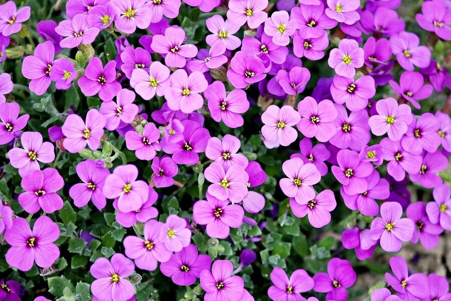 Purple Rock Cress Closeup Photograph Print 100% Australian Made