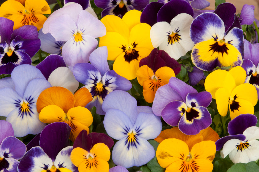 Purple Yellow Blue Pansy Flowers View Photograph Print 100% Australian Made