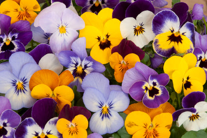 Purple Yellow Blue Pansy Flowers View Photograph Print 100% Australian Made