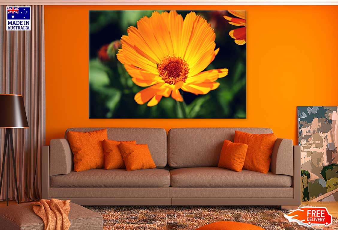 Marigold Flower Closeup View Photograph Print 100% Australian Made