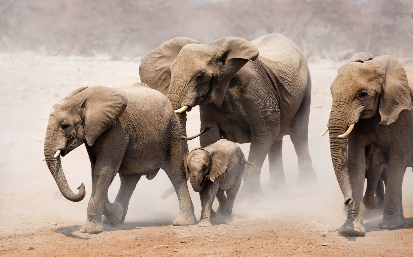 Elephant Family Portrait View Home Decor Premium Quality Poster Print Choose Your Sizes