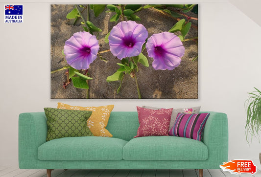 Beach Pink Moonflowers Closeup Photograph Print 100% Australian Made