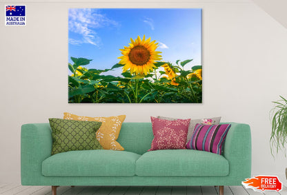 Sunflowers with Leaves & Blue Sky Photograph Print 100% Australian Made