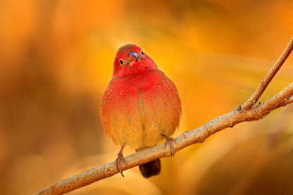 Bird on Tree Closeup Photograph Home Decor Premium Quality Poster Print Choose Your Sizes