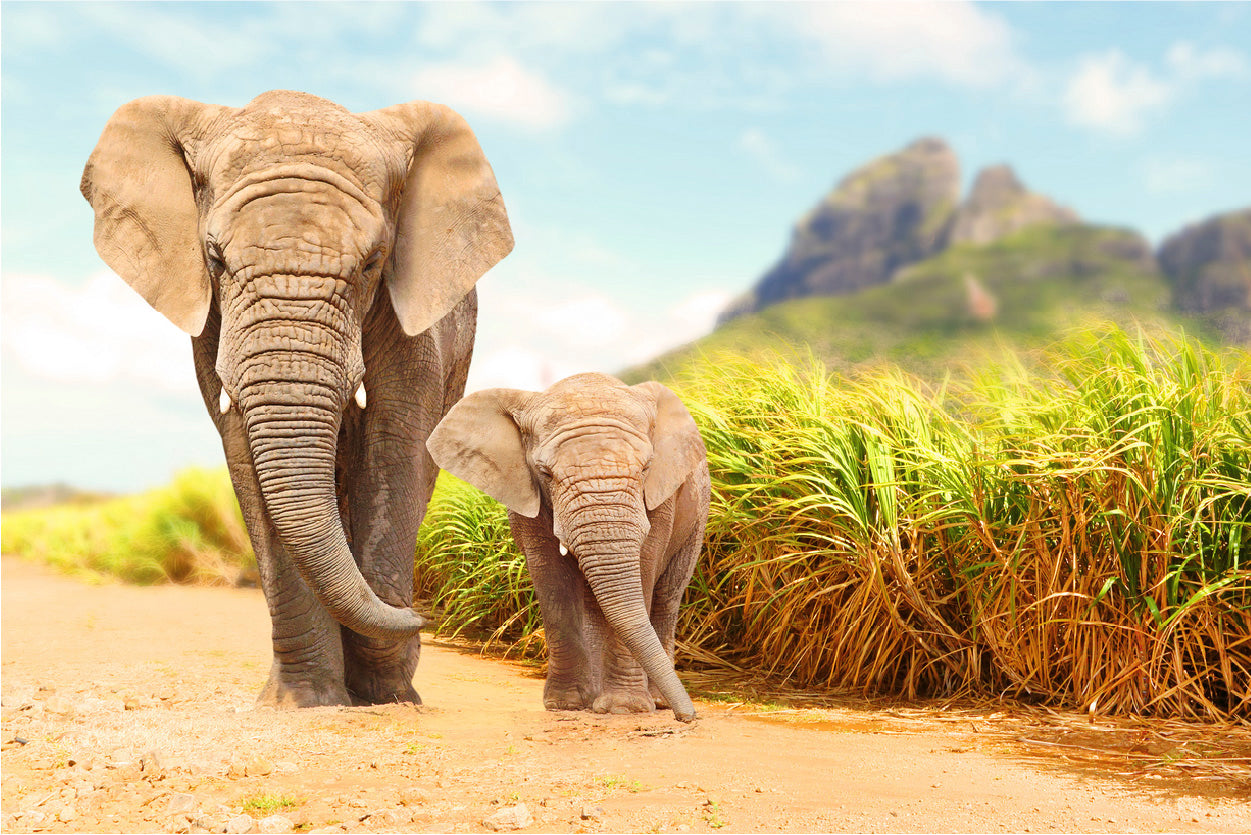 Bella Home Elephant & Calf Walking Together Print Canvas Ready to hang