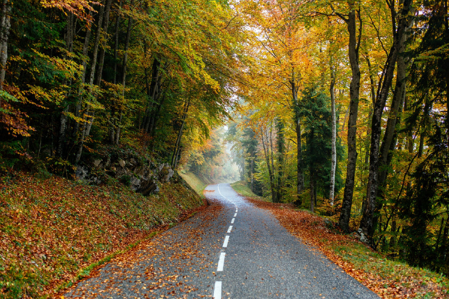 Autumn Forest Road Scenery View Photograph Print 100% Australian Made
