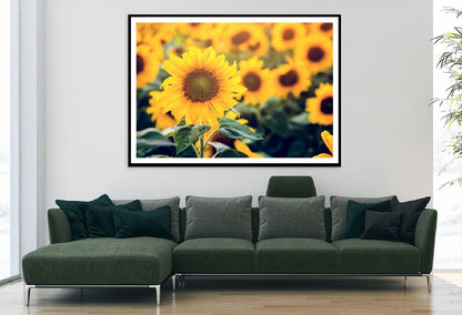 Sunflower Field Closeup View Photograph Home Decor Premium Quality Poster Print Choose Your Sizes