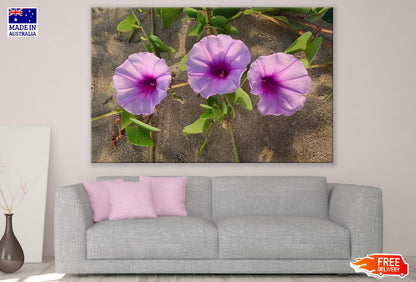 Beach Pink Moonflowers Closeup Photograph Print 100% Australian Made