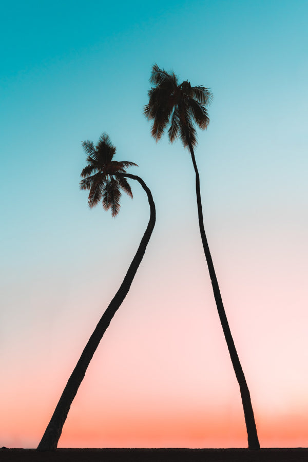 Tall Palm Trees with Sunset Sky Photograph Print 100% Australian Made