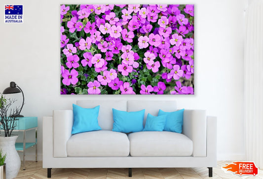 Purple Rock Cress Closeup Photograph Print 100% Australian Made