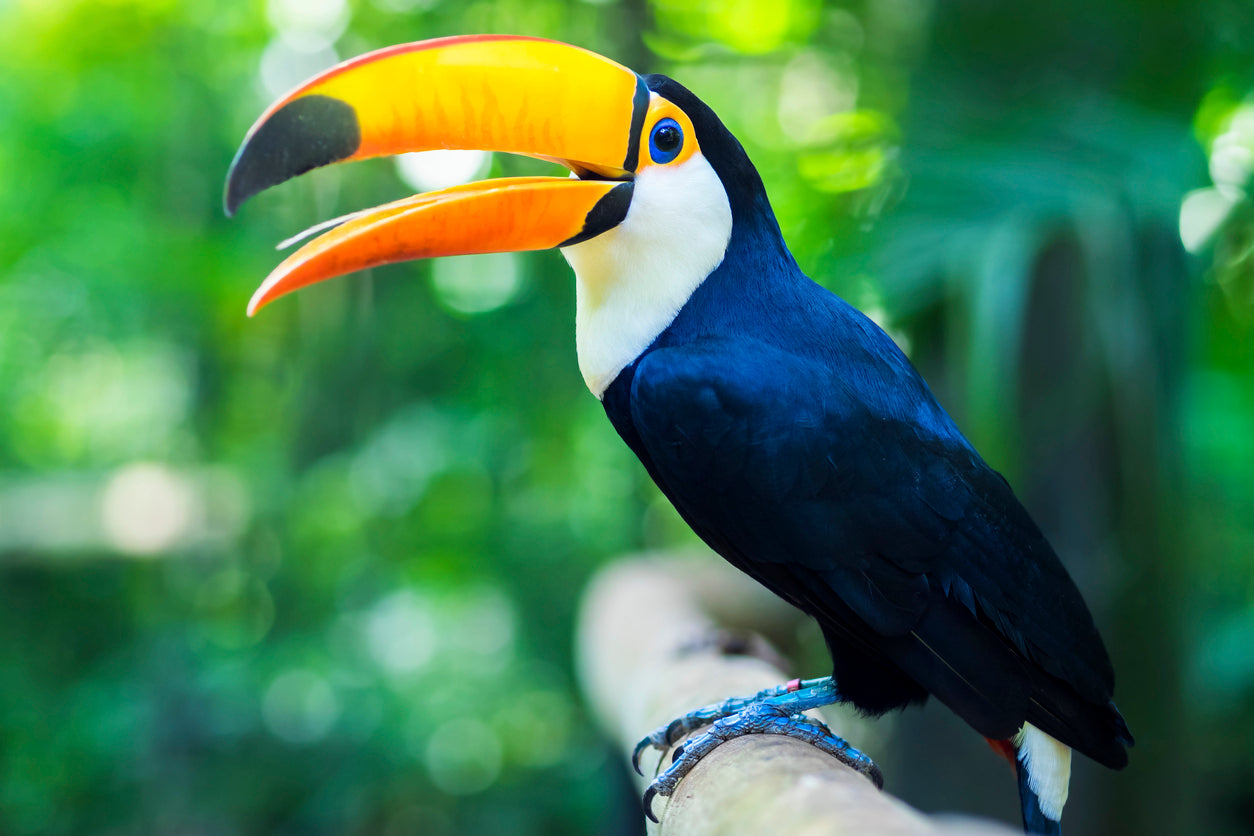 Toucan Bird View Photograph Print 100% Australian Made