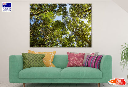 Beech Forest Trees Tops View Photograph Print 100% Australian Made