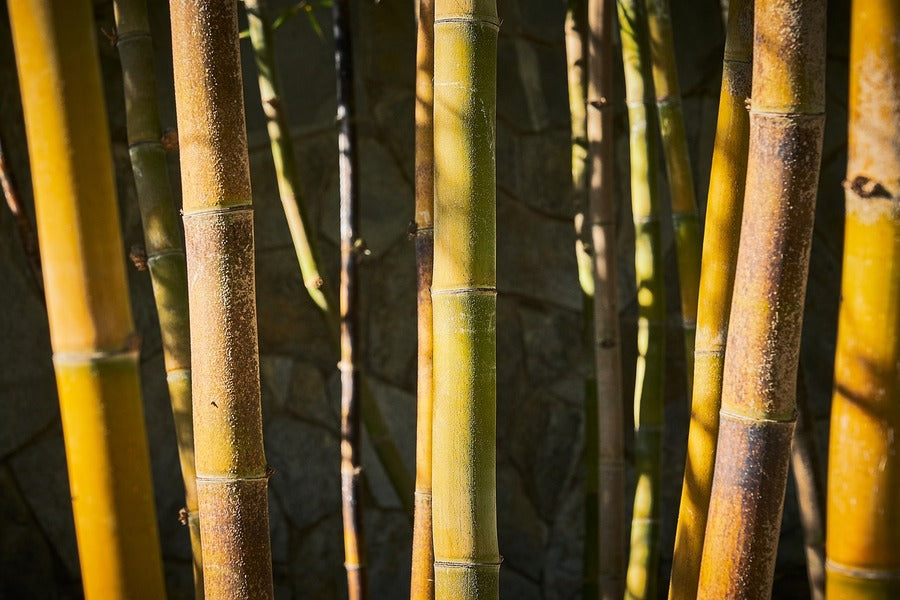 Bamboo Tree Forest Photograph Print 100% Australian Made