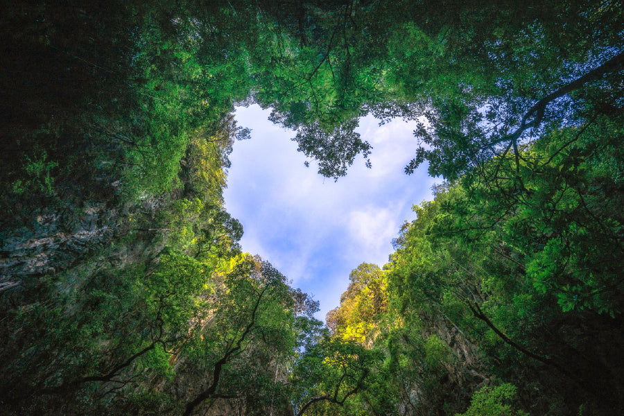 Heart Shape Trees Forest View Photograph Print 100% Australian Made