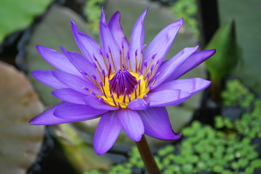 Purple Lotus Flower Photograph Print 100% Australian Made